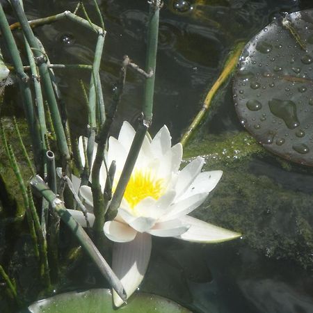 La Voivre Le Jardin Des Secrets住宿加早餐旅馆 外观 照片