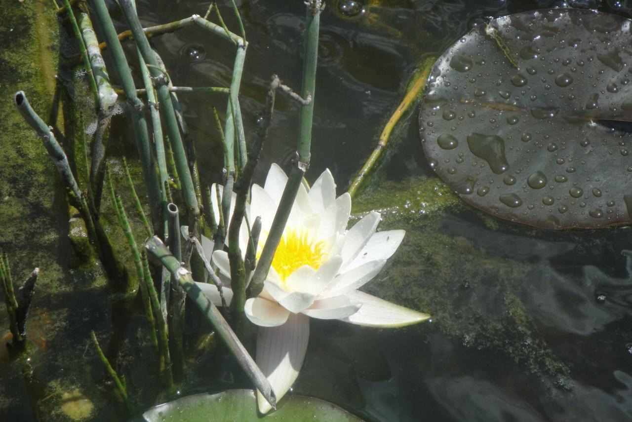 La Voivre Le Jardin Des Secrets住宿加早餐旅馆 外观 照片